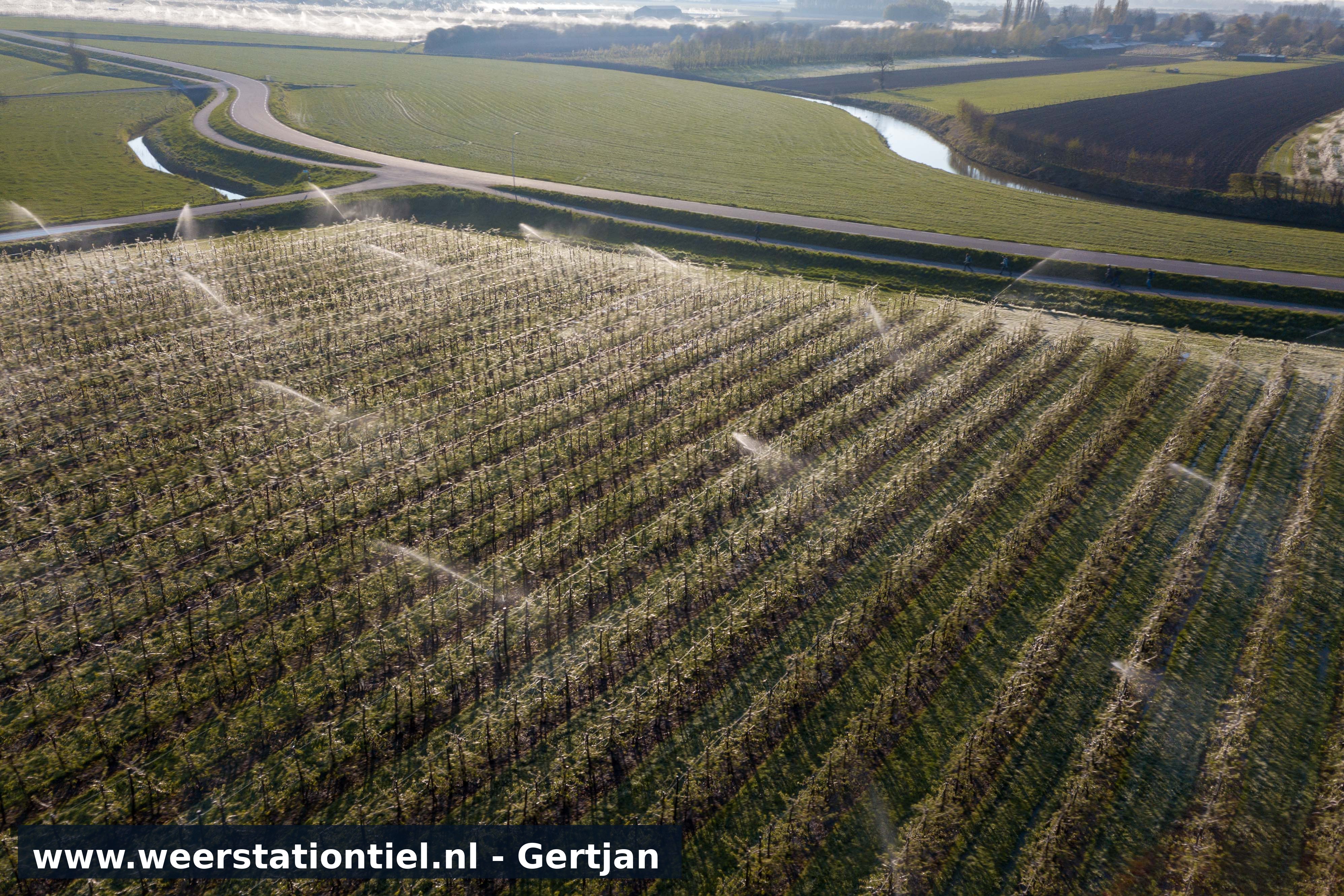 In de vroege ochtend doen de fruitboeren nog sproeien voor de nachtvorst. Niet veel later kwamen hier duizenden wandelaars langs lopen van de Bloesemtocht
